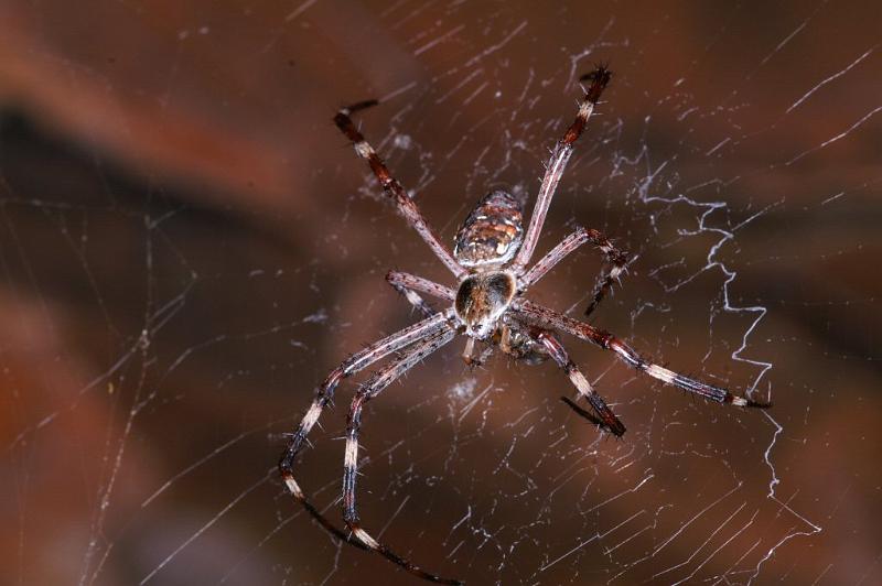 Argiope_ZZ307_D3474_Z_85_Karinji NP_Australie.jpg